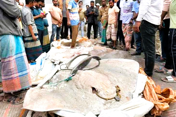 পটুয়াখালীতে যাত্রীবাহী বাস থেকে সাড়ে ১২ মণ নিষিদ্ধ শাপলা পাতা মাছ জব্দ