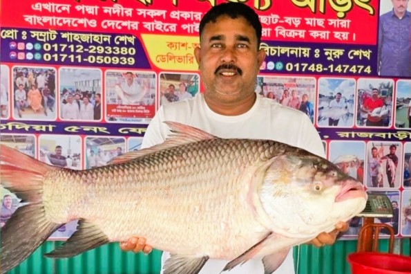 পদ্মার ২২ কেজি ওজনের কাতলা মাছ, বিক্রি ৫৭ হাজার টাকায় 