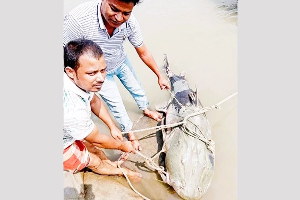 চিলমারীতে ৯০ কেজি ওজনের বাঘাইড় বিক্রি ১ লাখ ৩৫ হাজার টাকায়
