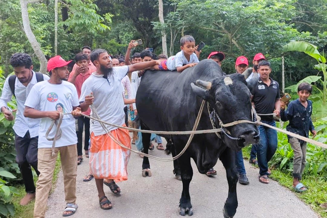 “কালো মানিককে” নিয়ে খালেদা জিয়ার বাসভবনের  উদ্দেশে রওনা কৃষক সোহাগ