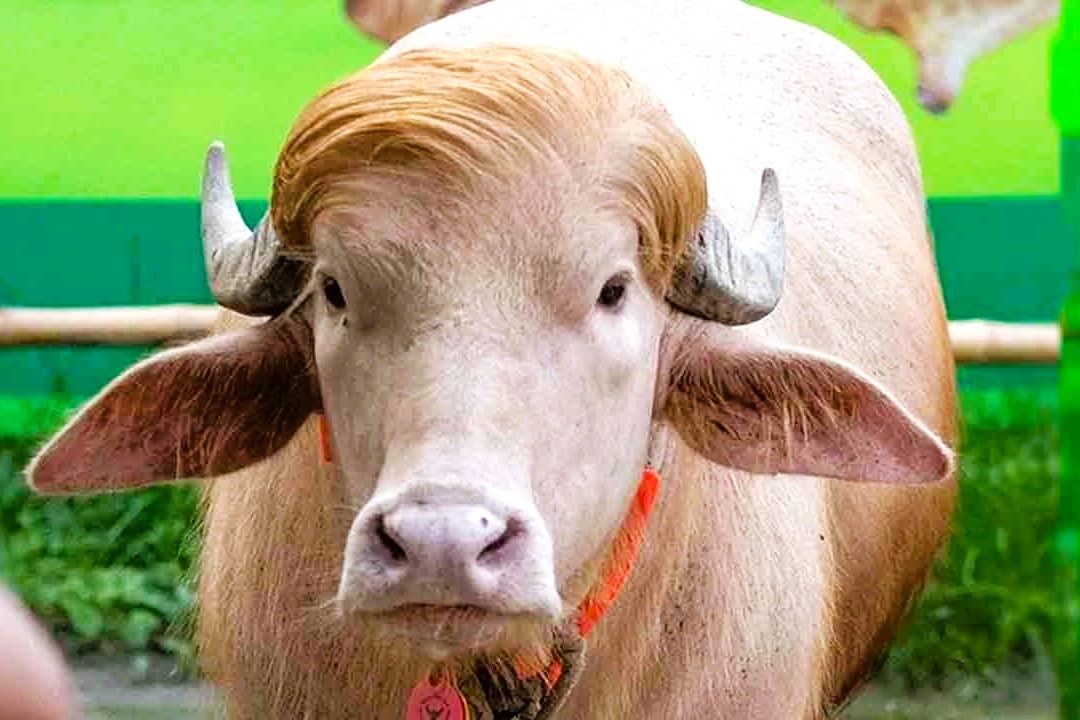 চিড়িয়াখানা থেকে সরিয়ে নেওয়া হলো আলোচিত ‘ডোনাল্ড ট্রাম্প’ মহিষ
