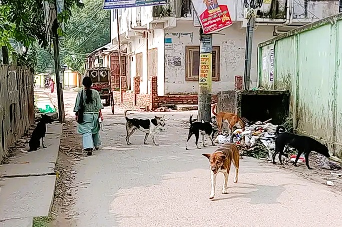 গাইবান্ধায় বেওয়ারিশ কুকুর-শিয়ালের আতঙ্ক, ছয় মাসে শিশুসহ  ৬ জনের মৃত্যু